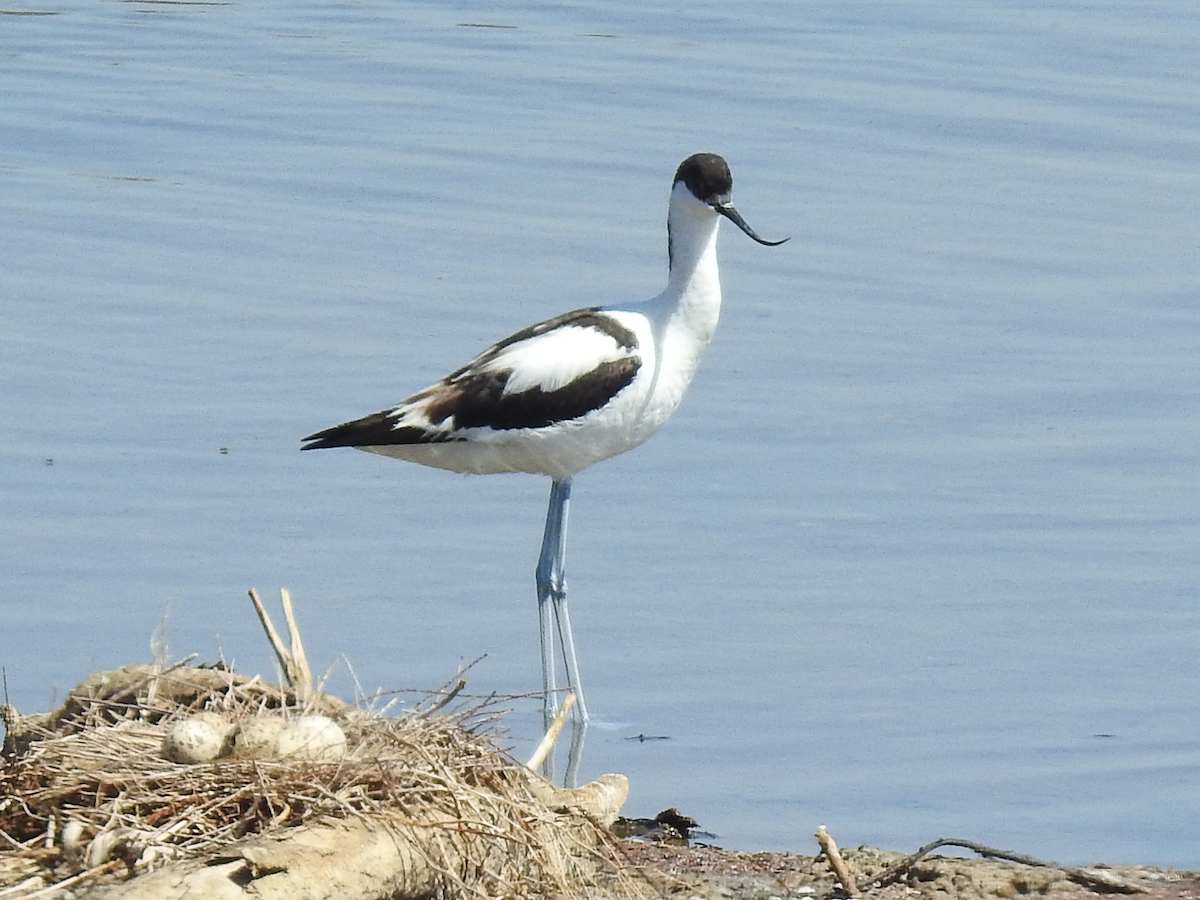 tenkozobec opačný - ML620697506