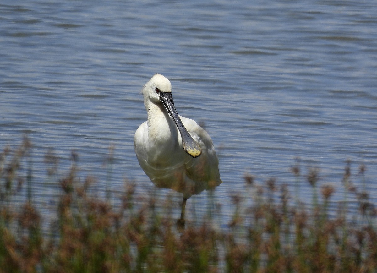 Eurasian Spoonbill - ML620697507