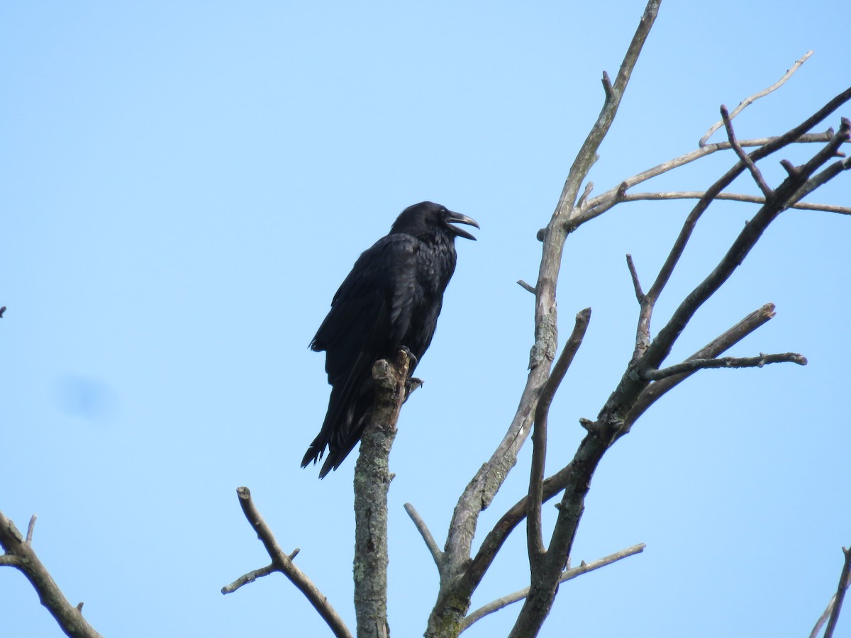 Common Raven - ML620697508