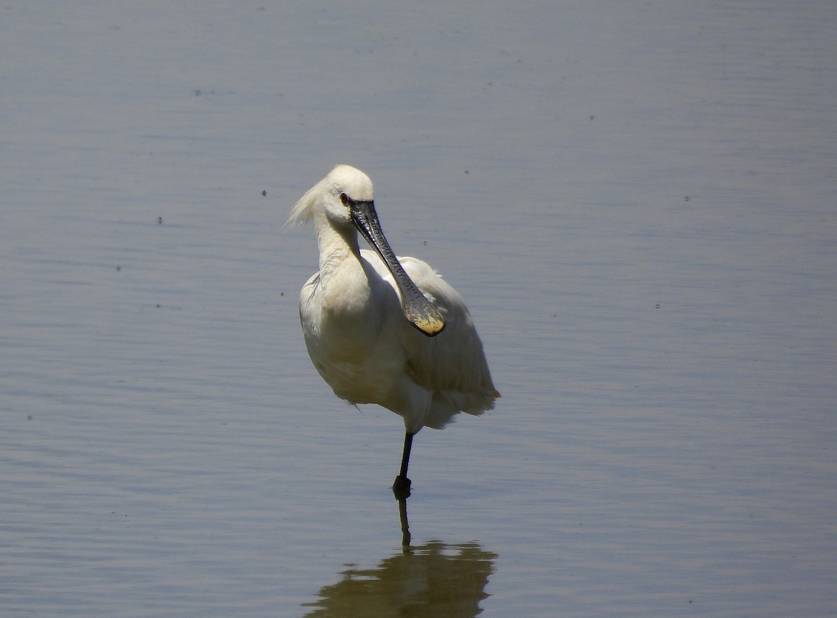 Eurasian Spoonbill - ML620697510