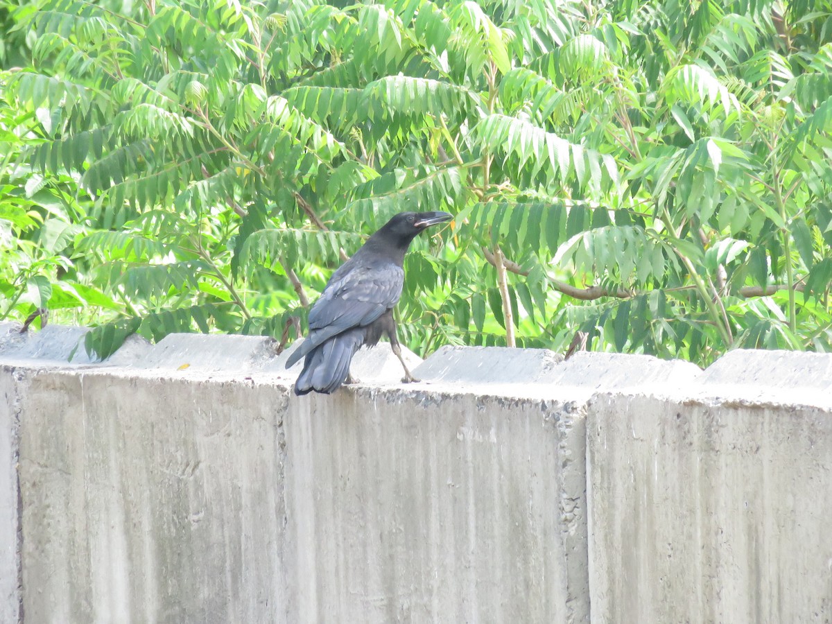 Common Raven - ML620697512