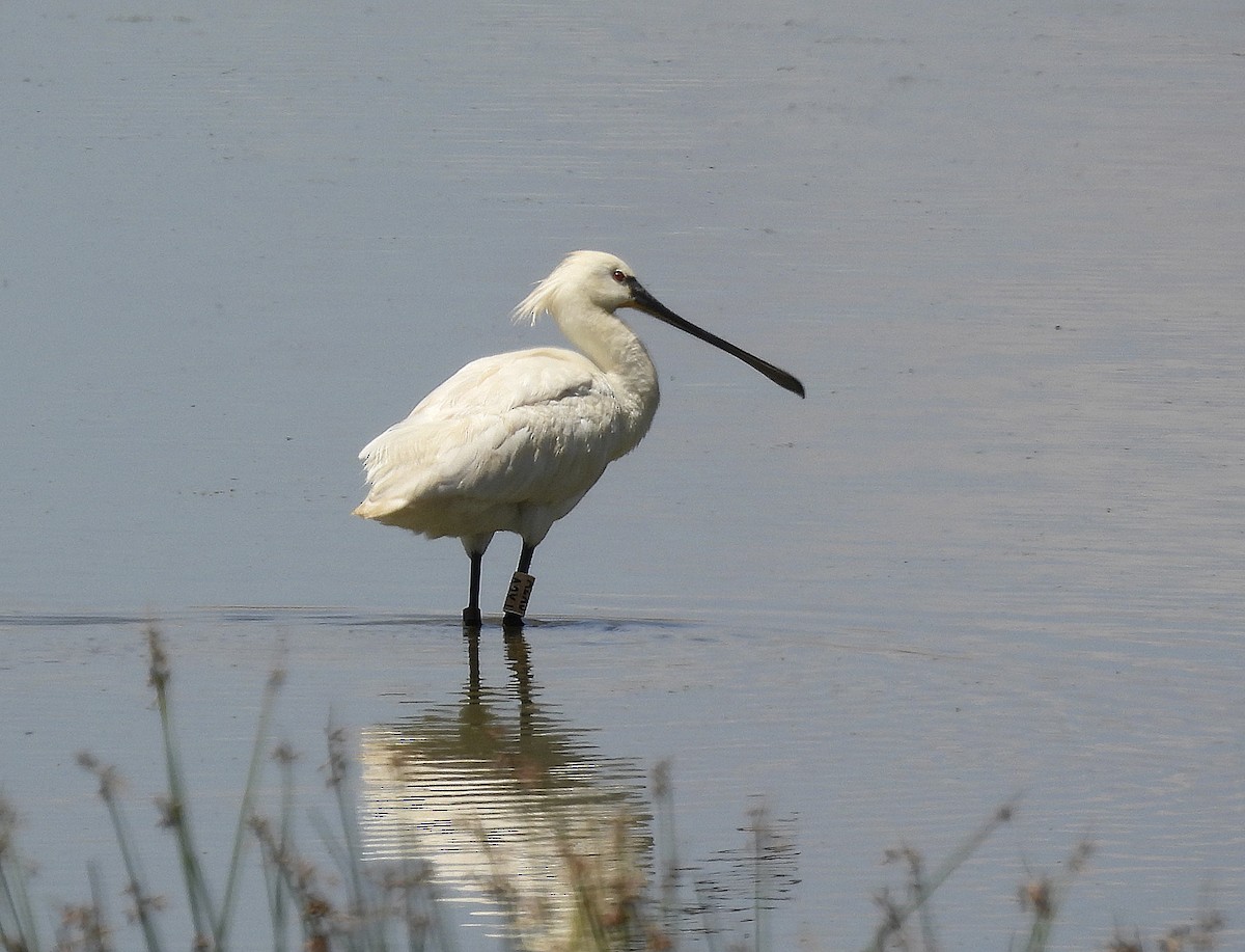 Eurasian Spoonbill - ML620697514