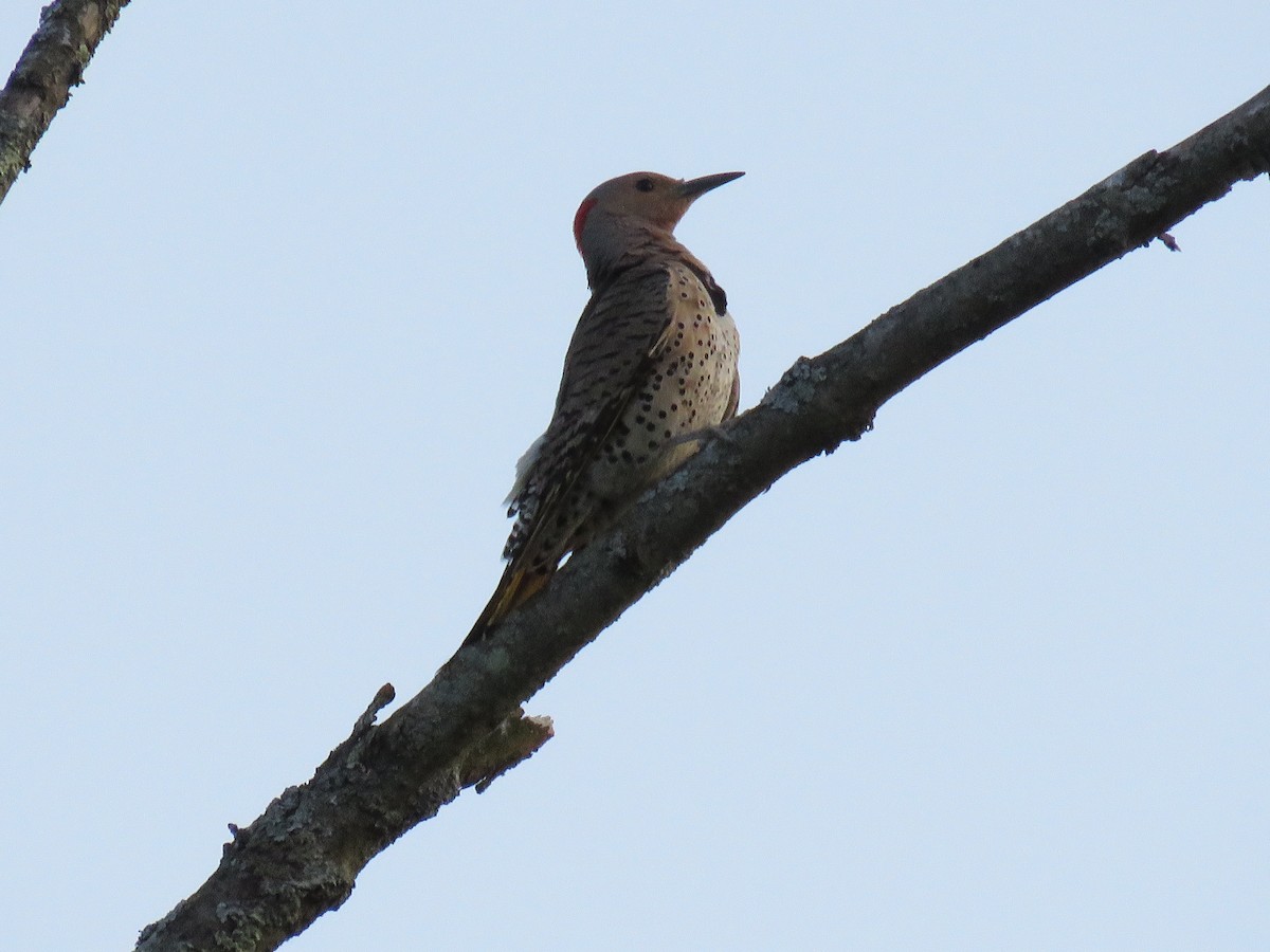 Northern Flicker - ML620697516