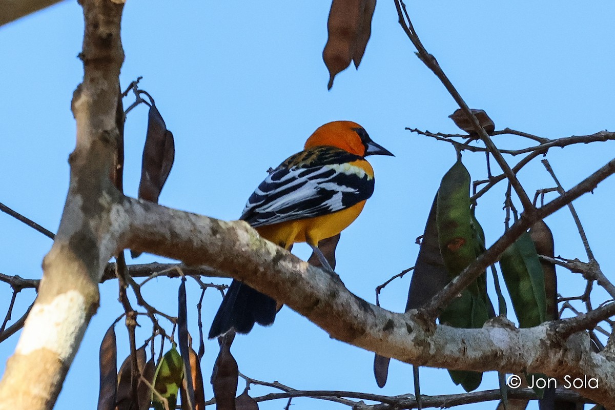 Oriole à dos rayé - ML620697521