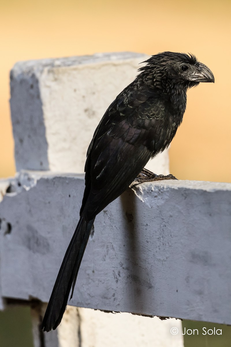 Groove-billed Ani - ML620697528