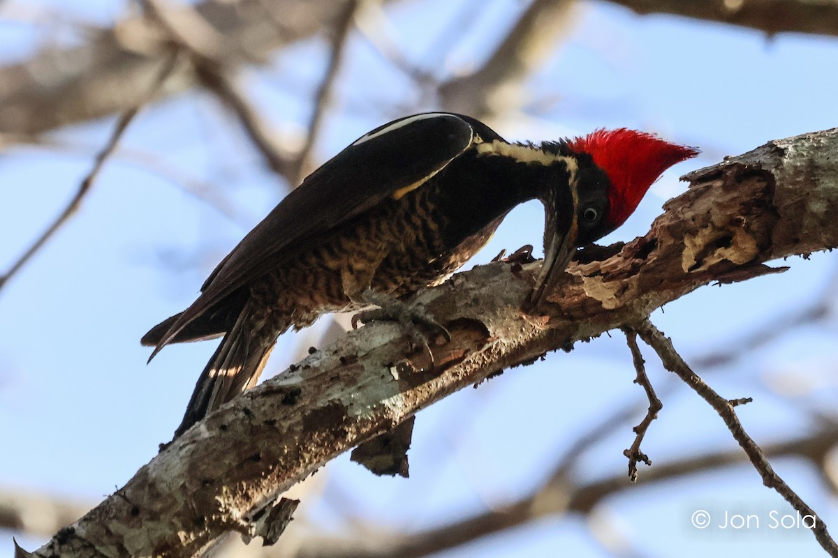 Lineated Woodpecker - ML620697532