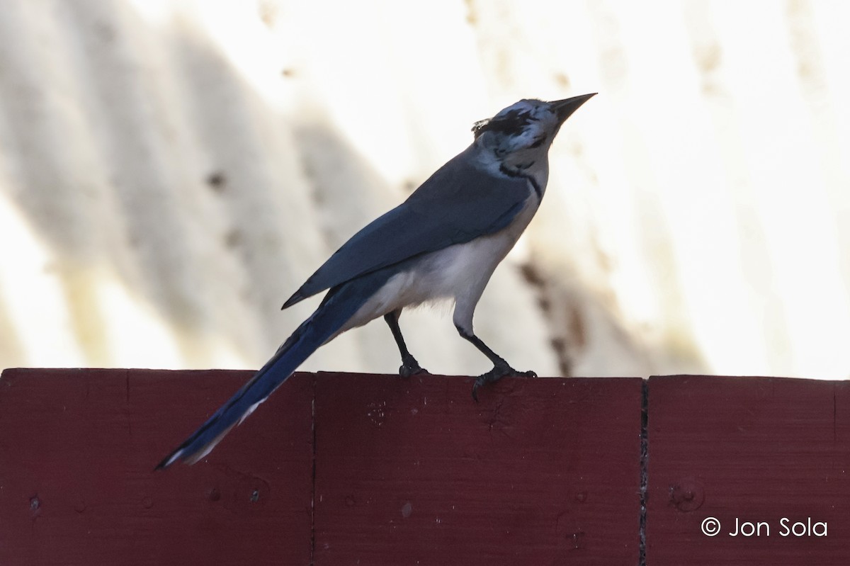 White-throated Magpie-Jay - ML620697533