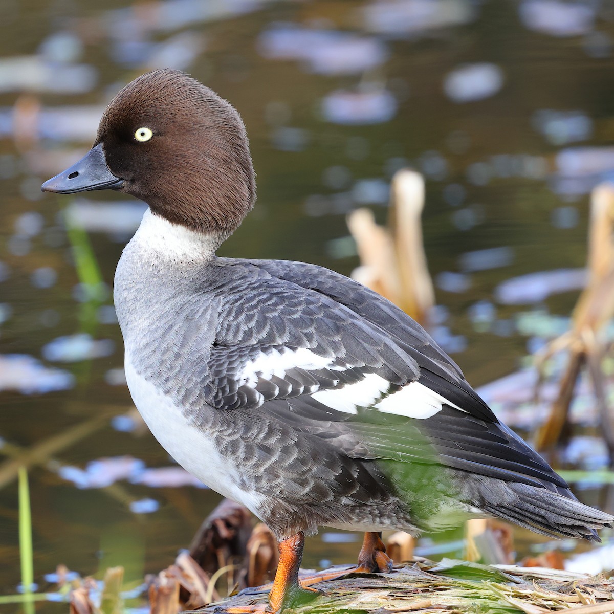 Common Goldeneye - ML620697540