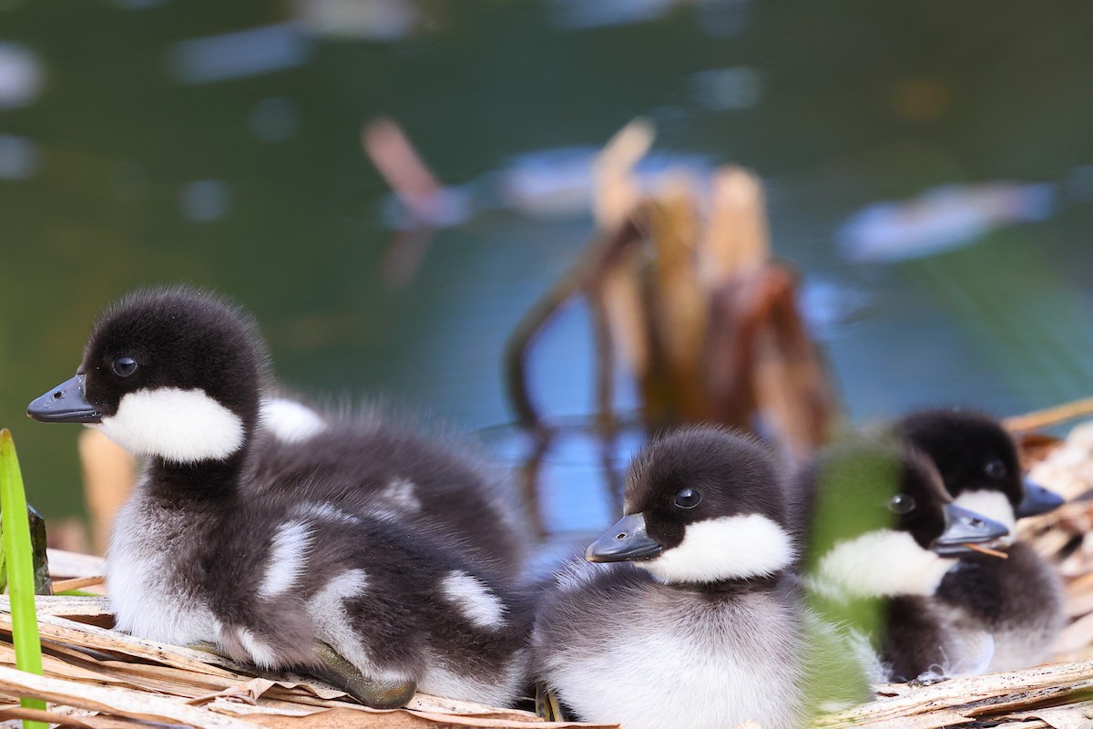 Common Goldeneye - ML620697541