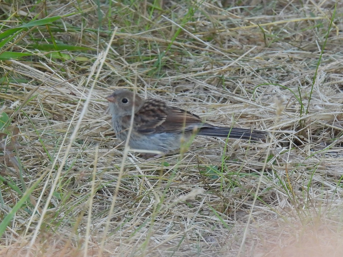 Field Sparrow - ML620697542