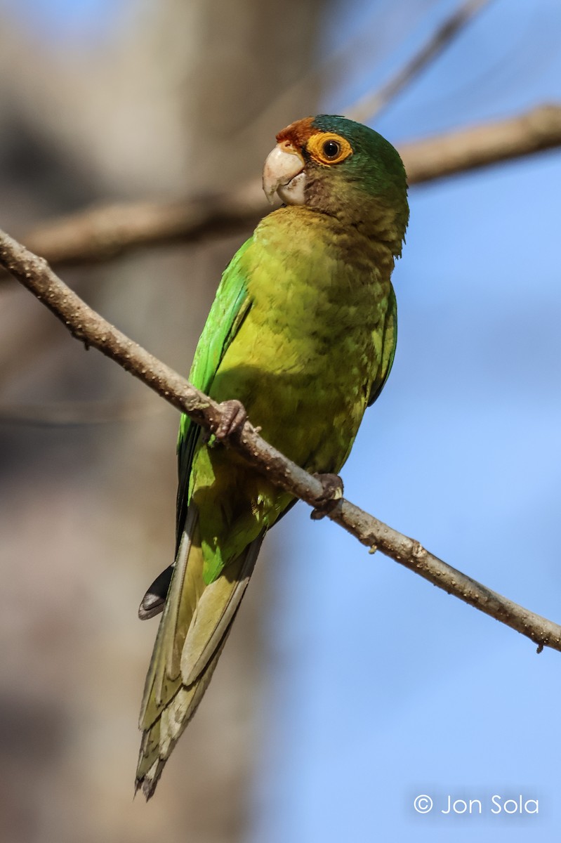 Orange-fronted Parakeet - ML620697545