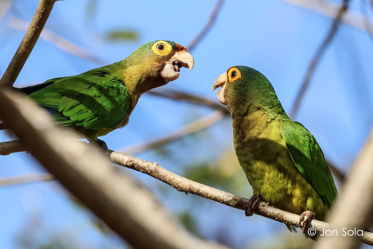 Orange-fronted Parakeet - ML620697546