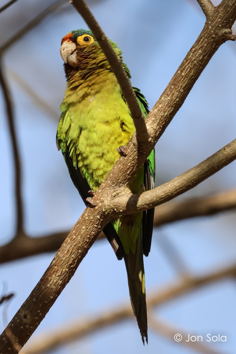 Orange-fronted Parakeet - ML620697548