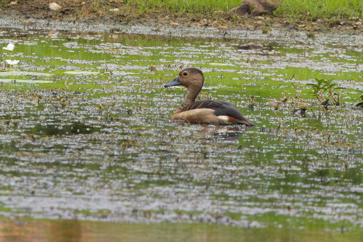 Dendrocygne siffleur - ML620697549