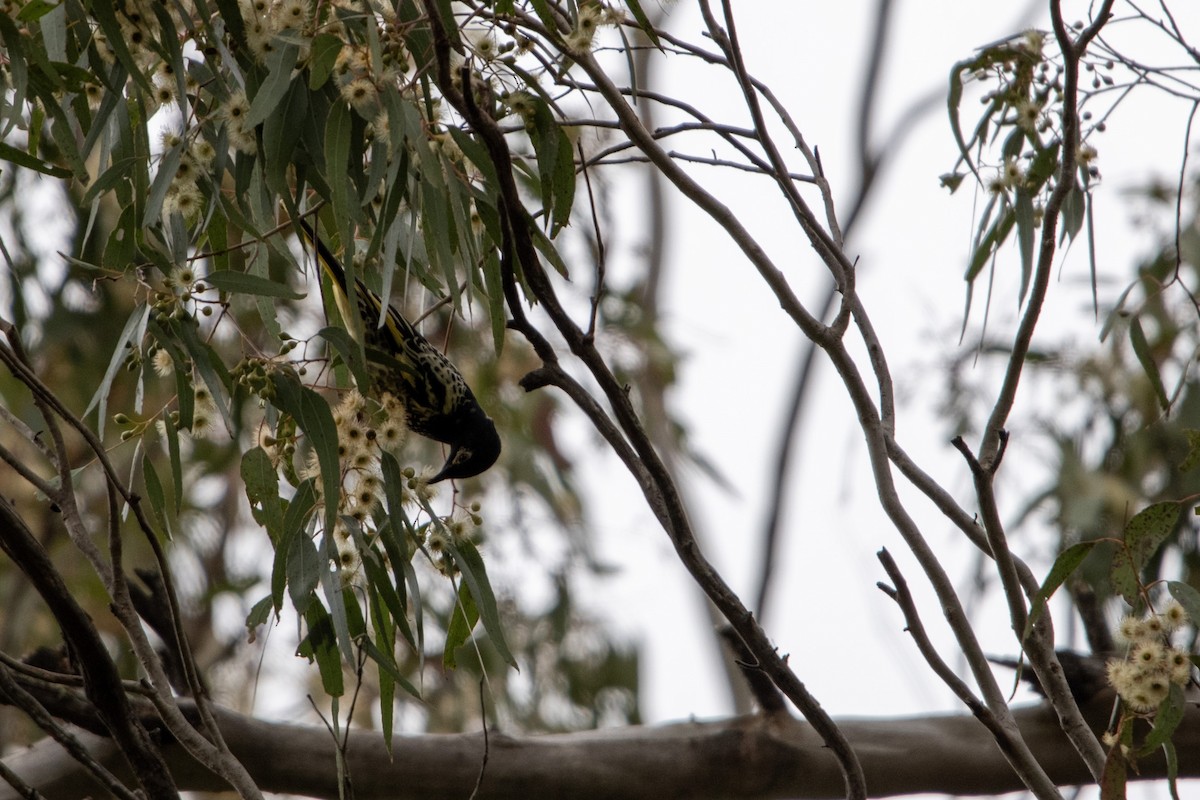 Regent Honeyeater - Daniel Delany