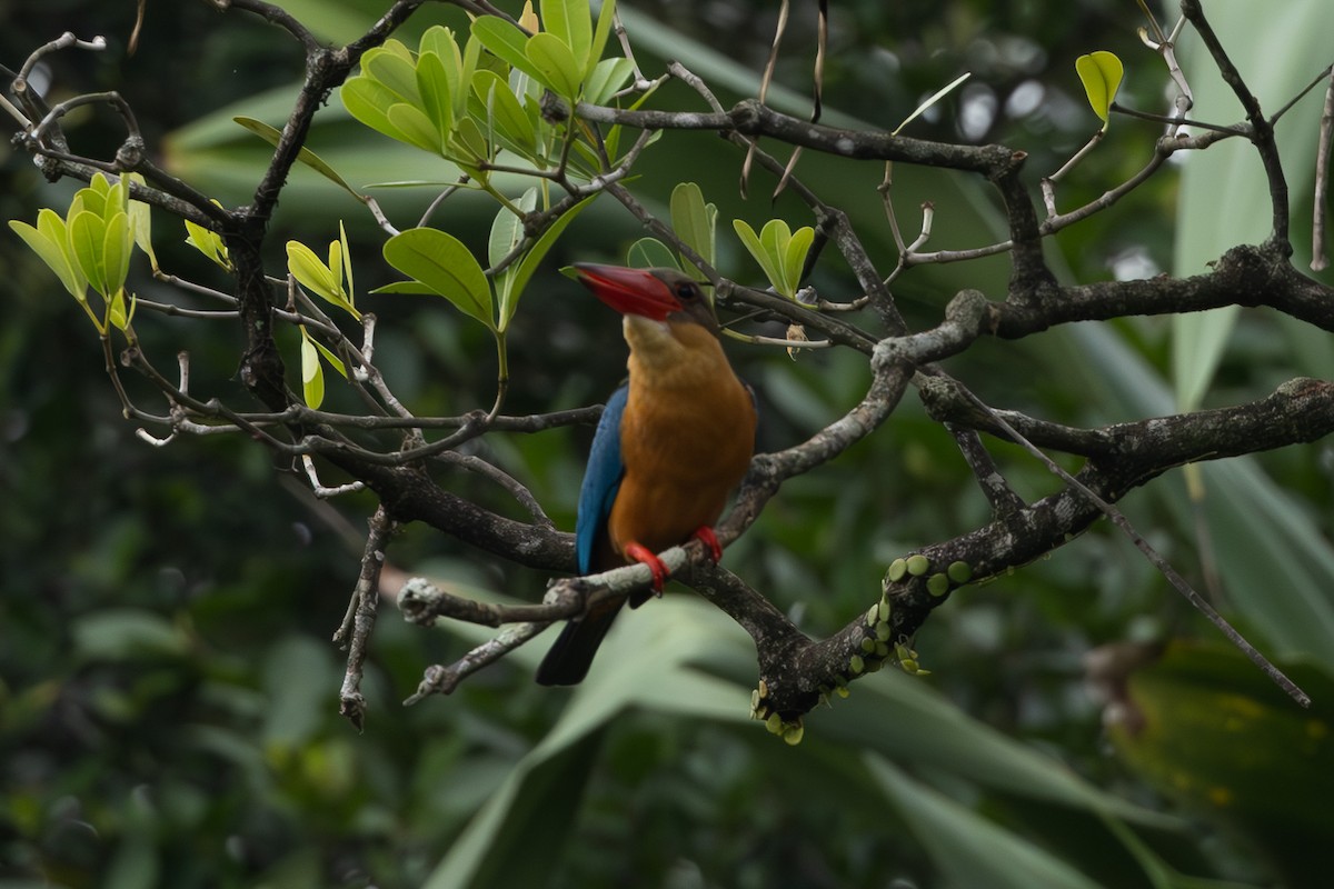 Stork-billed Kingfisher - ML620697554