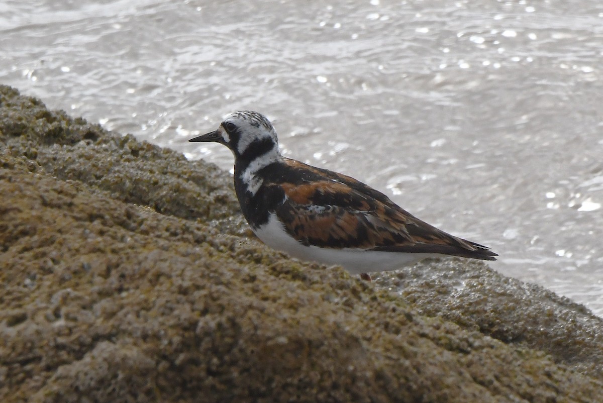 Ruddy Turnstone - Mário Estevens