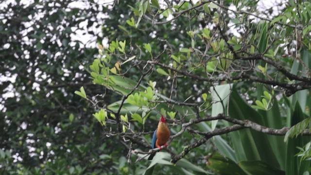 Stork-billed Kingfisher - ML620697556