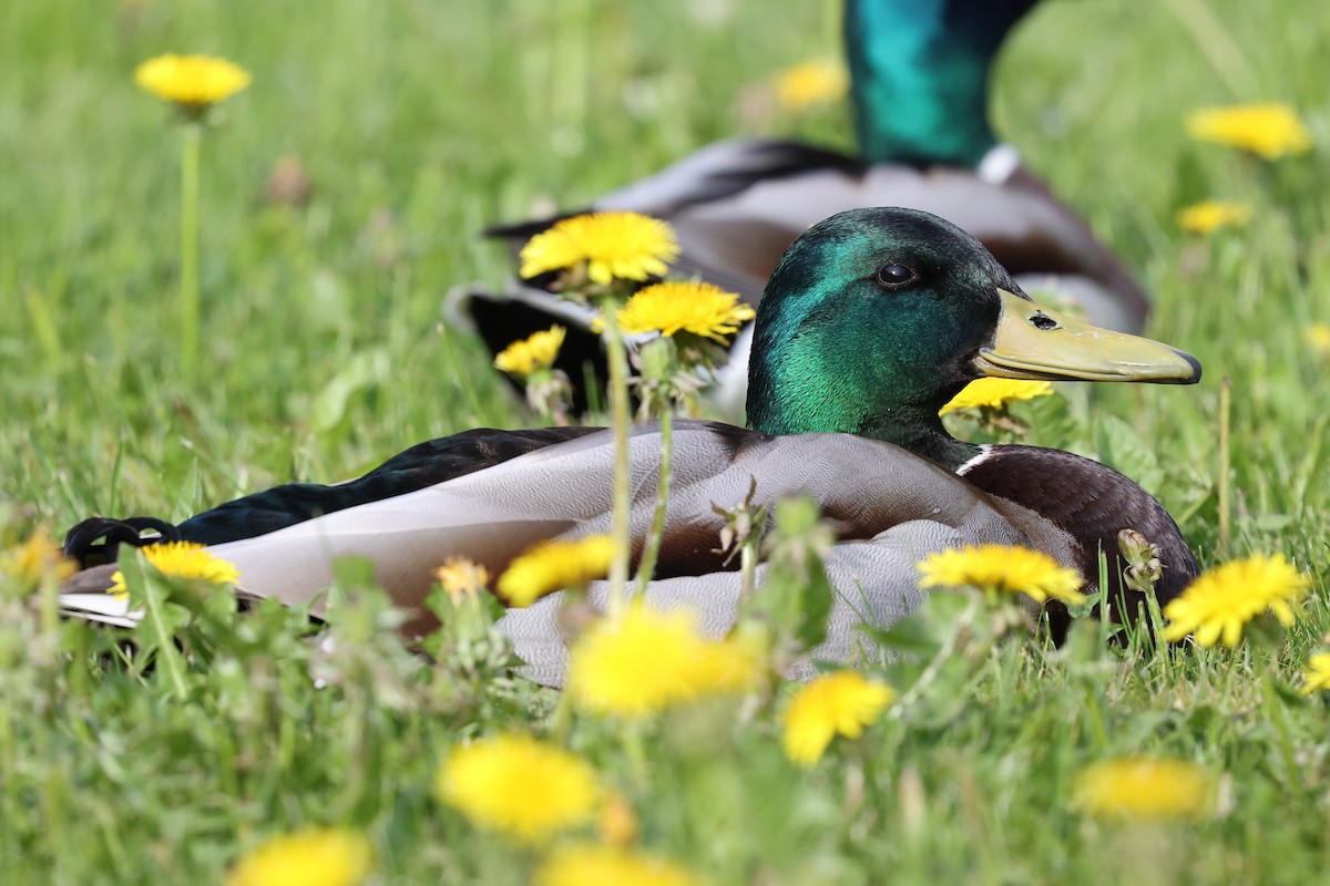 Canard colvert - ML620697559