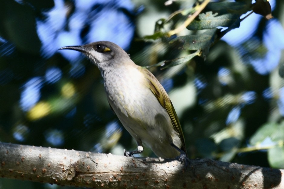 Brown Honeyeater - ML620697561