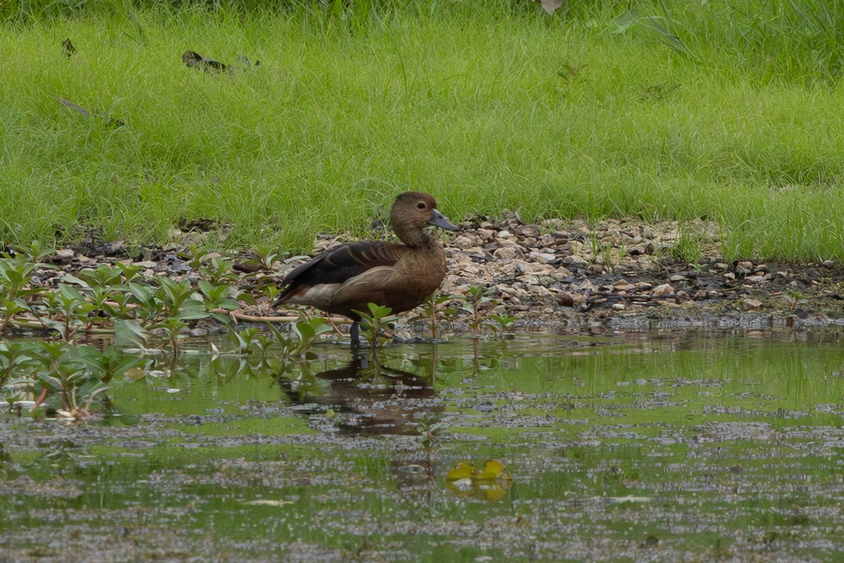 Dendrocygne siffleur - ML620697562