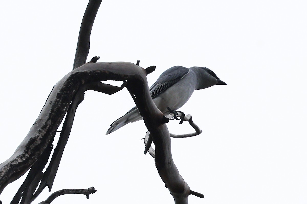 White-bellied Cuckooshrike - ML620697563