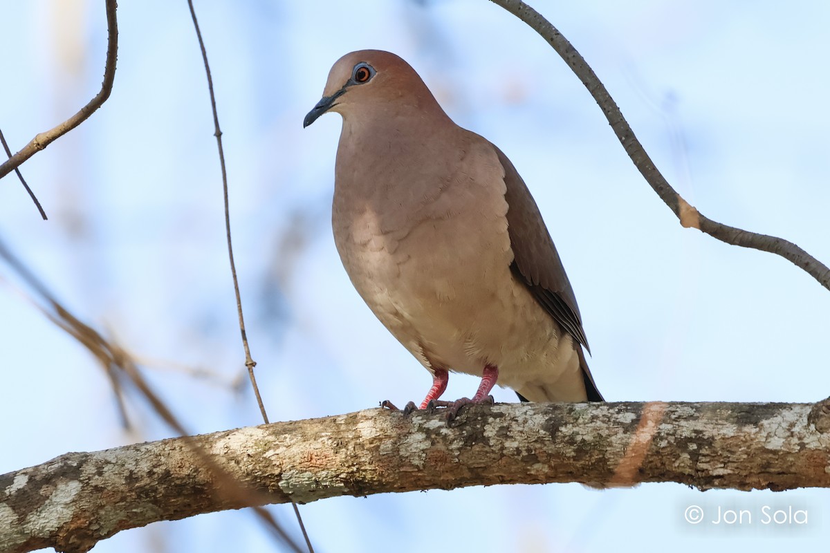 White-tipped Dove - ML620697564