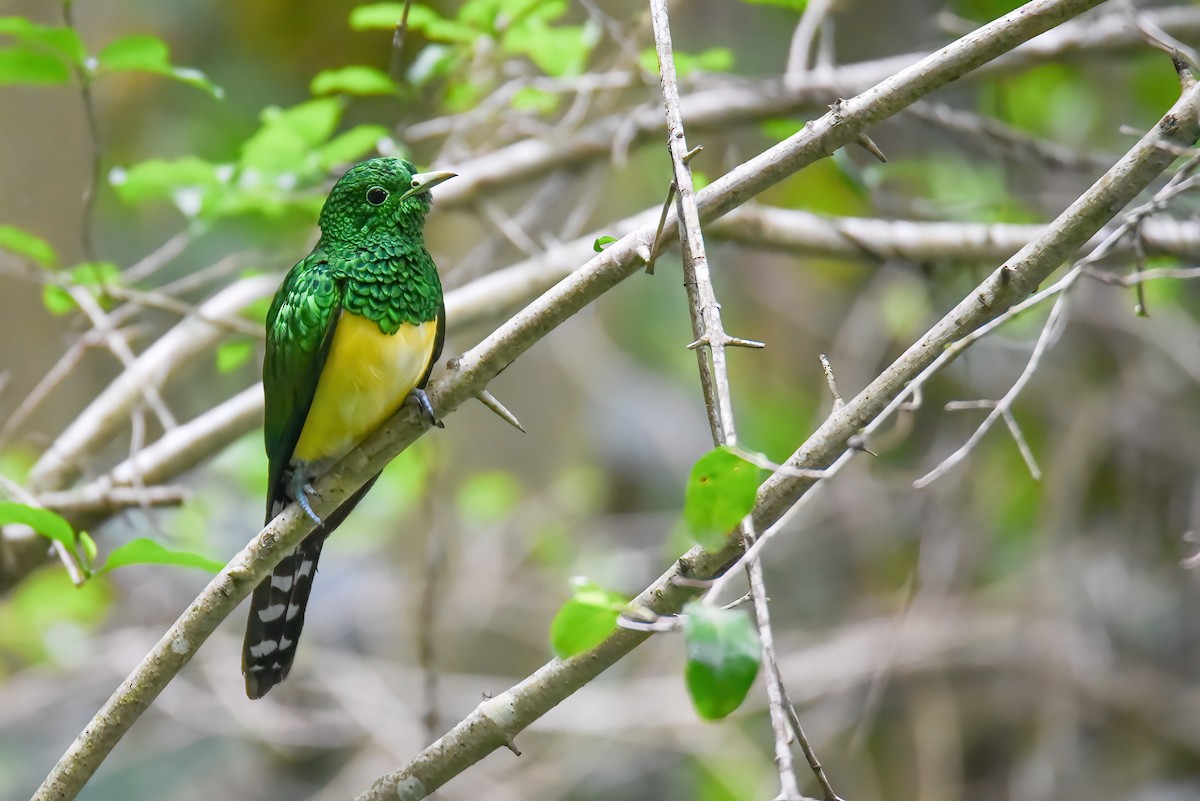 African Emerald Cuckoo - ML620697565