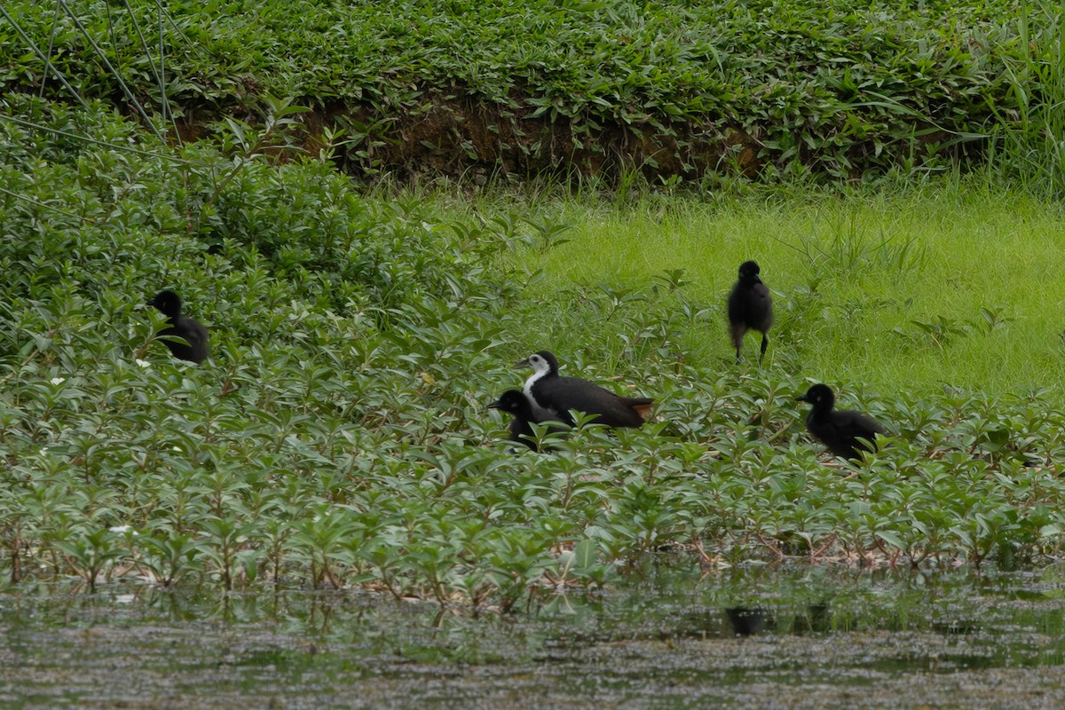 White-breasted Waterhen - Jodi Webber