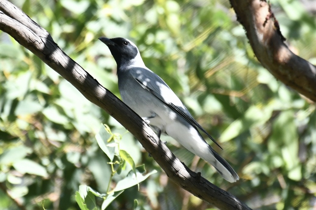 Black-faced Cuckooshrike - ML620697567