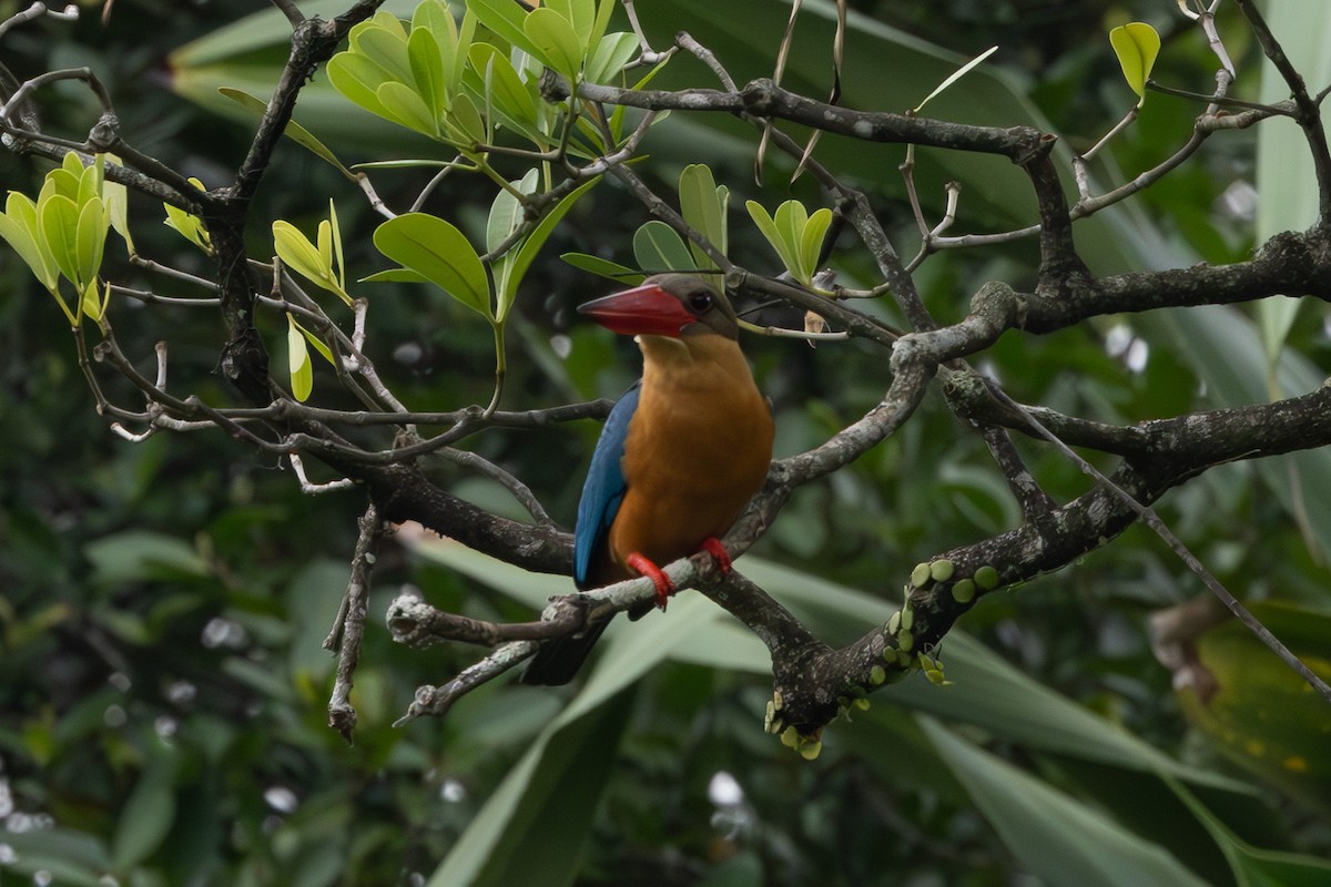 Stork-billed Kingfisher - ML620697569