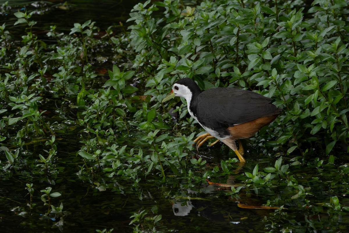 White-breasted Waterhen - ML620697573