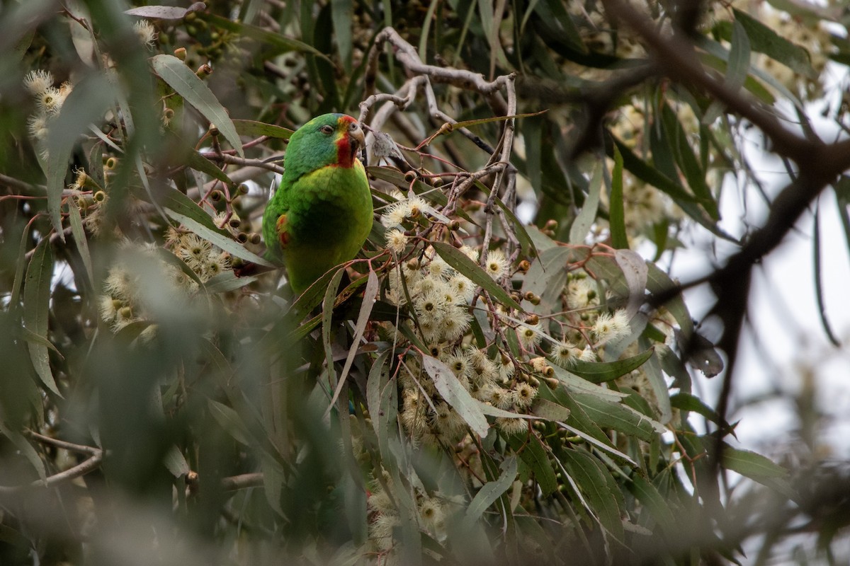 Swift Parrot - ML620697576