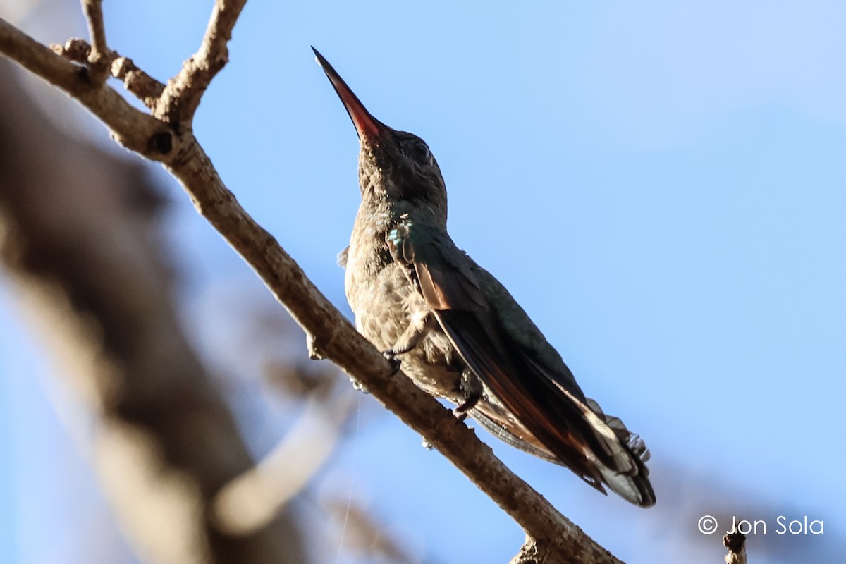 Scaly-breasted Hummingbird - ML620697577