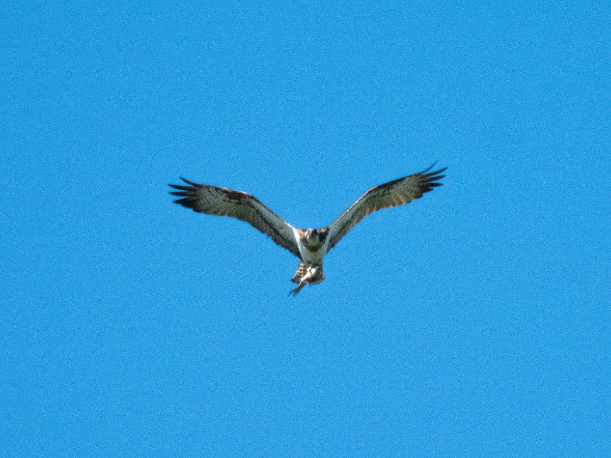 Águila Pescadora - ML620697580