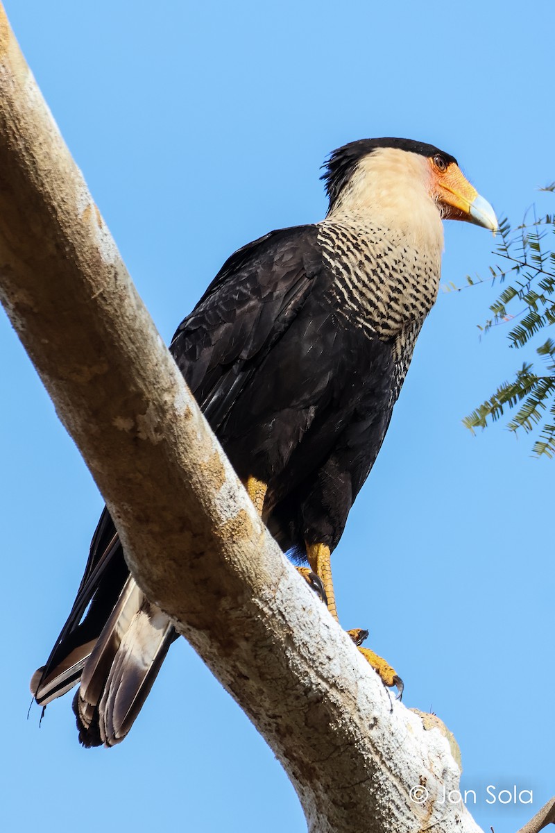 Crested Caracara - ML620697584