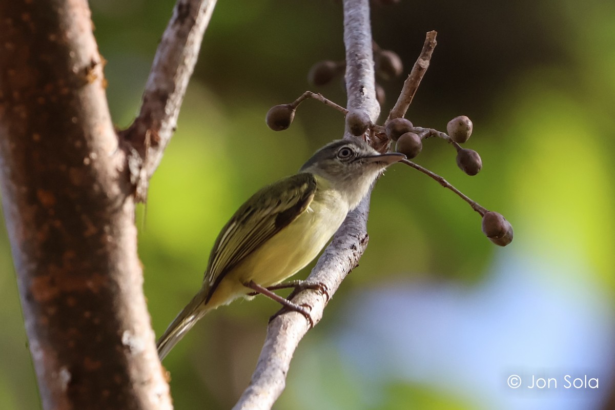 Yellow-olive Flatbill - ML620697589