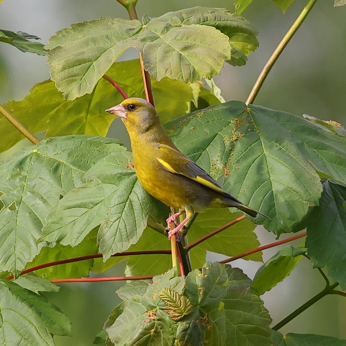 European Greenfinch - ML620697591