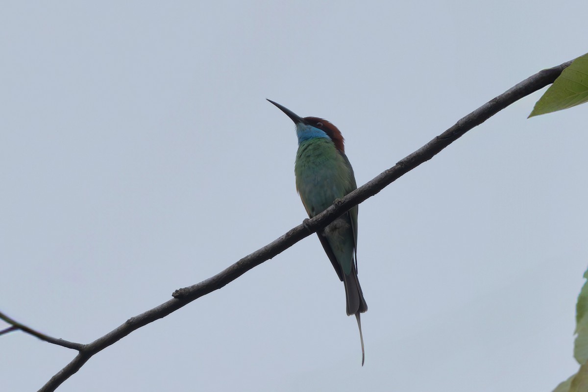 Blue-throated Bee-eater - ML620697603