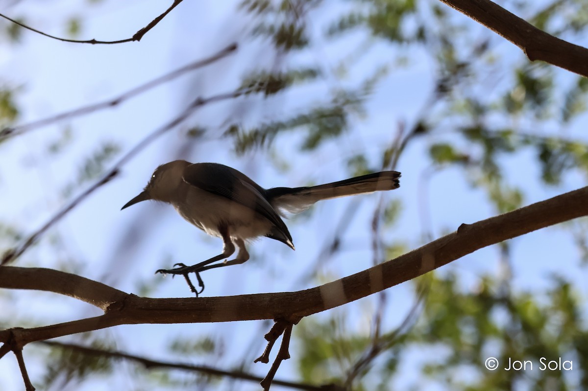 White-lored Gnatcatcher - ML620697604