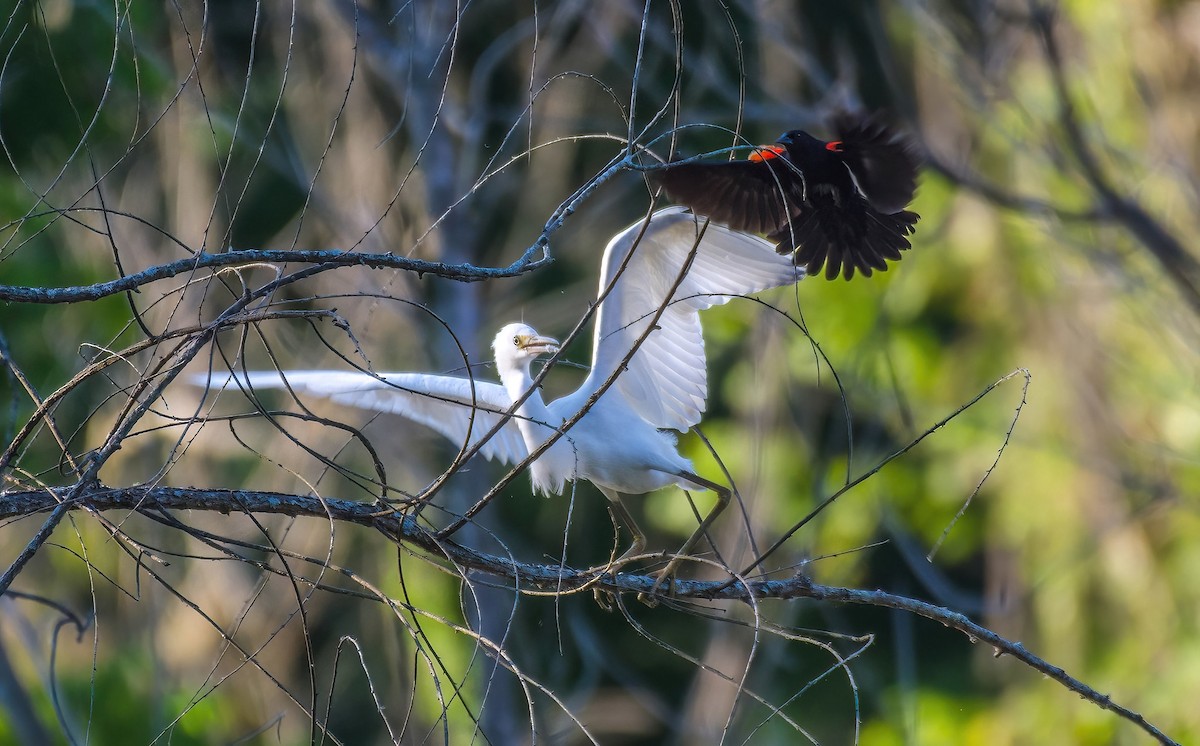 Little Blue Heron - ML620697605