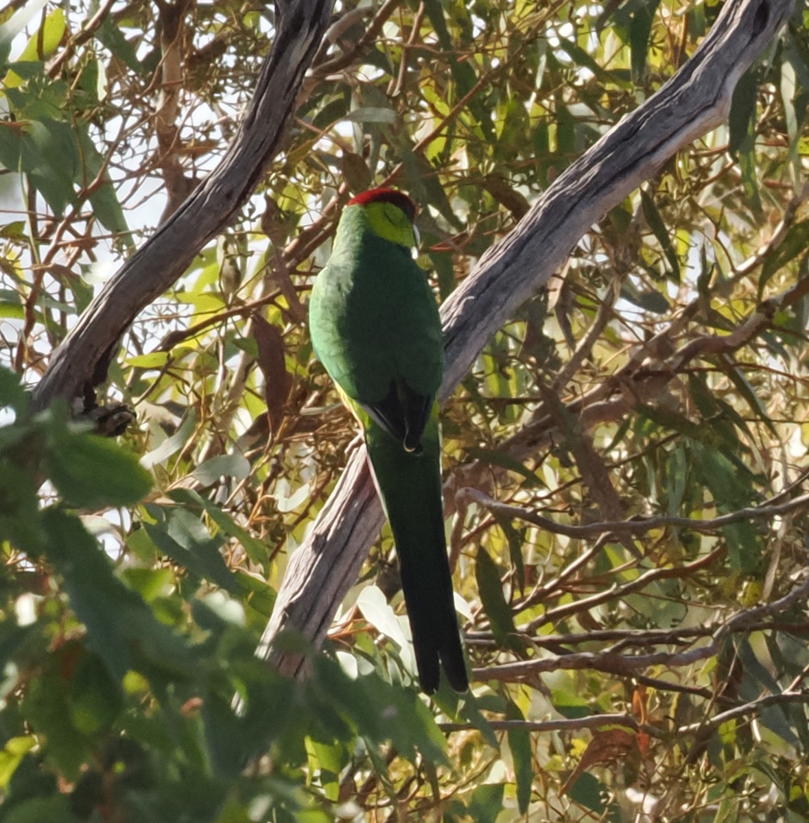 Red-capped Parrot - ML620697609