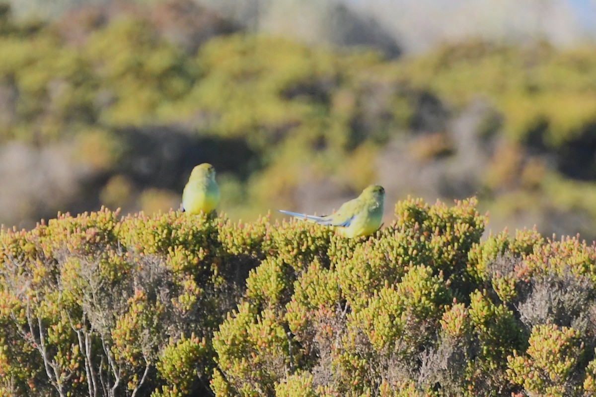 Blue-winged Parrot - ML620697610