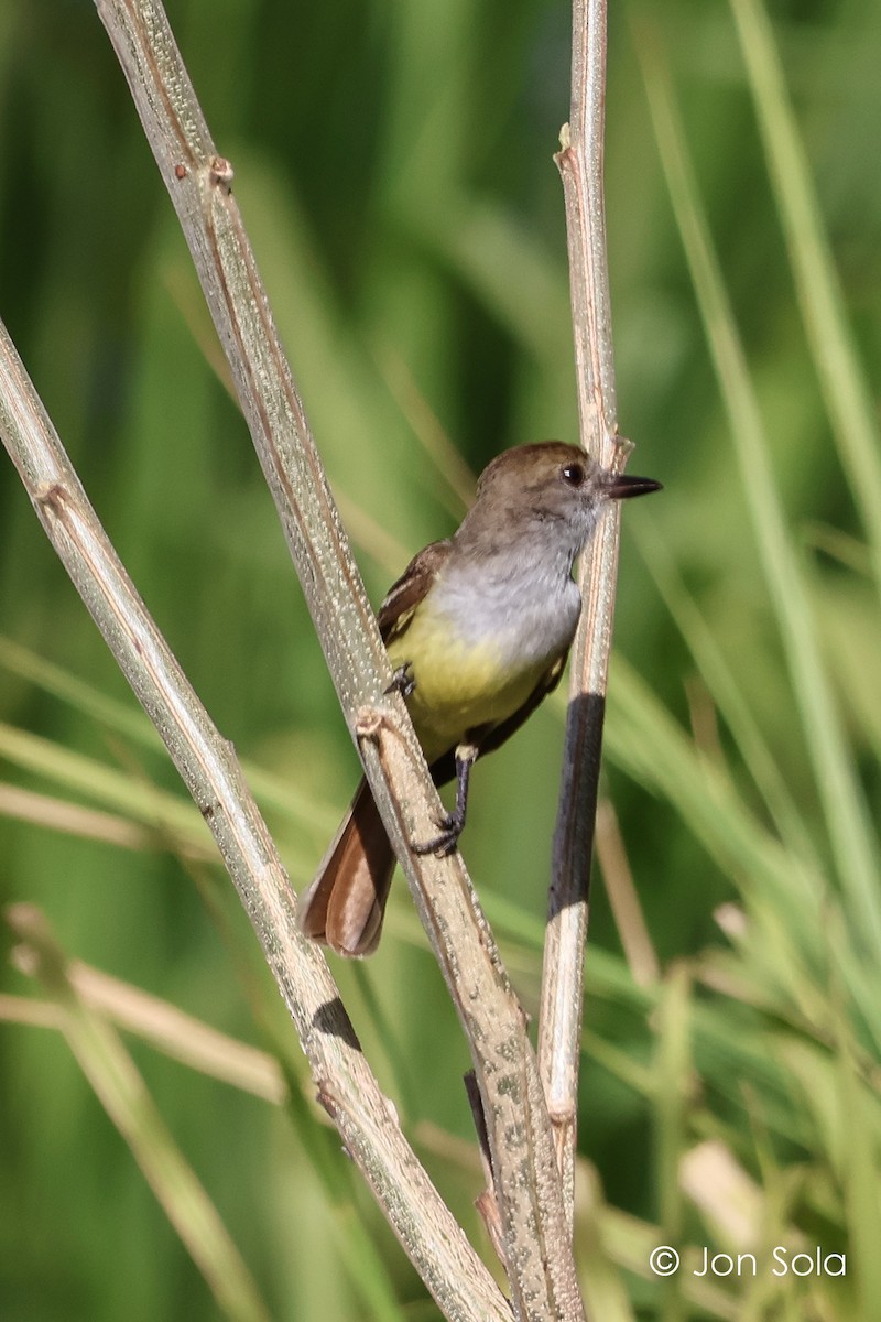 Brown-crested Flycatcher - Jon  Sola