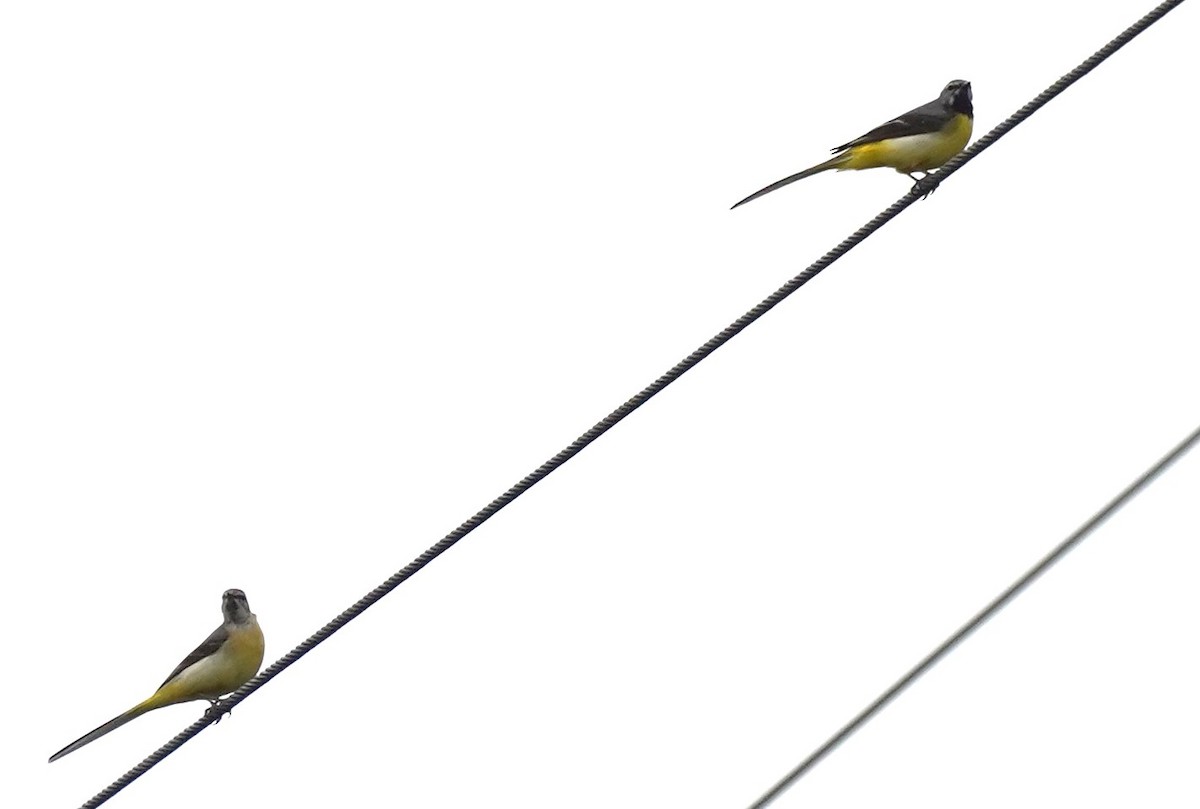 Gray Wagtail - ML620697624