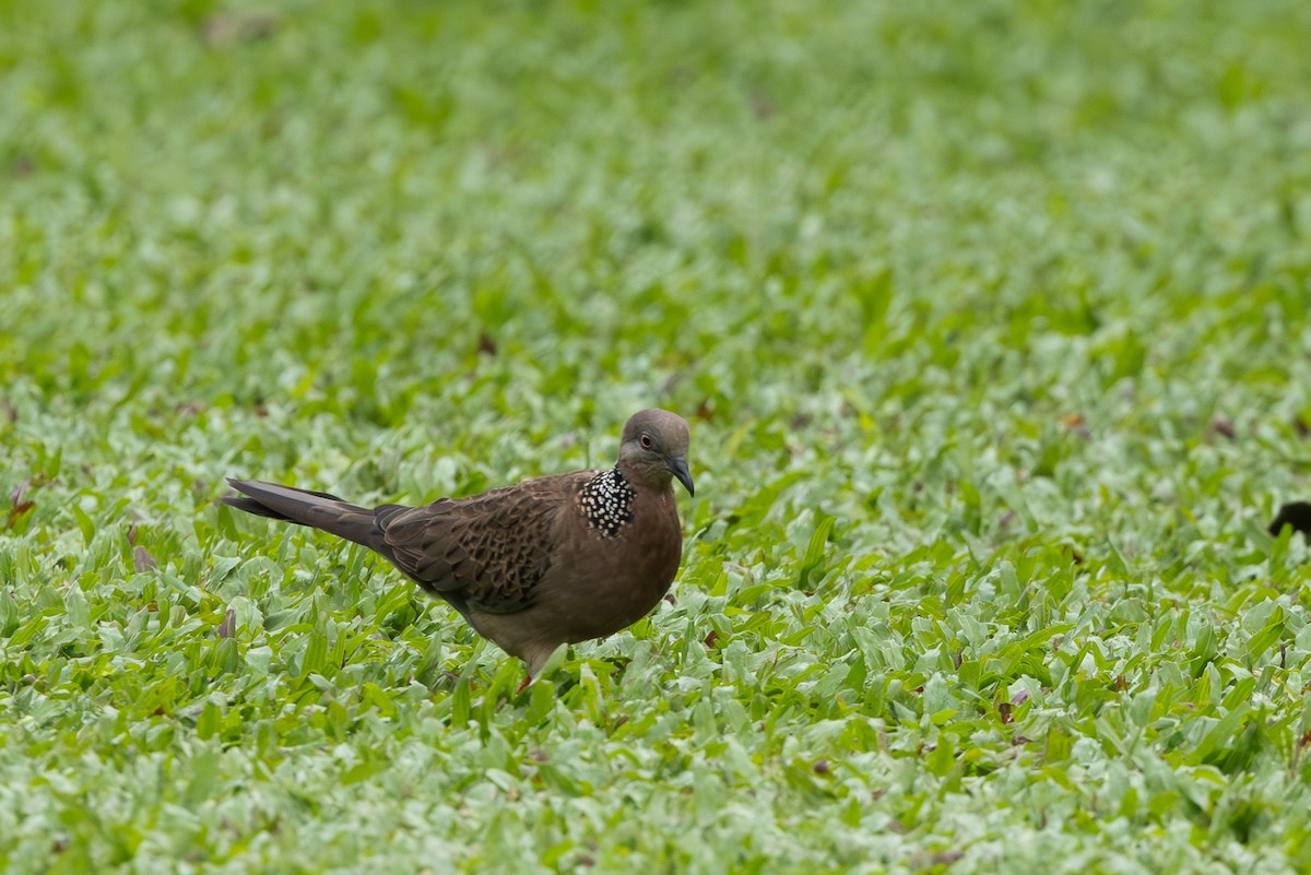 Spotted Dove - ML620697626