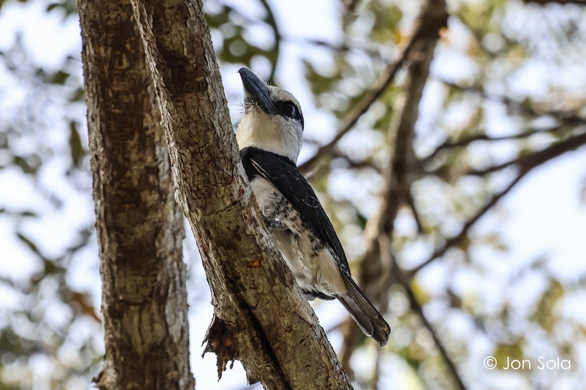 Weißnacken-Faulvogel - ML620697630