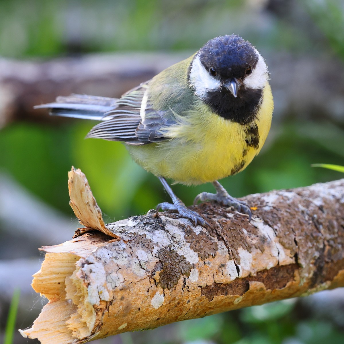 Great Tit - ML620697631