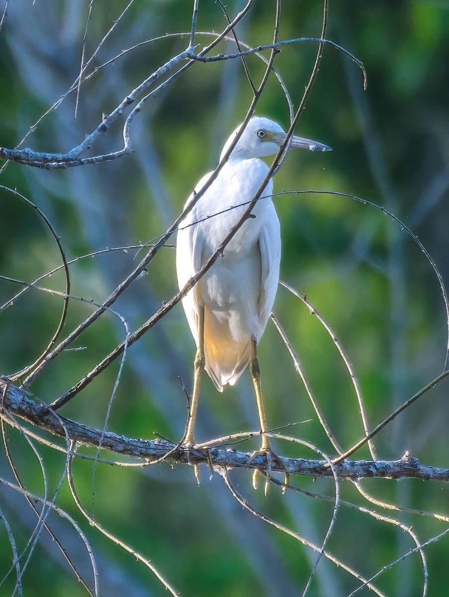 Little Blue Heron - ML620697634