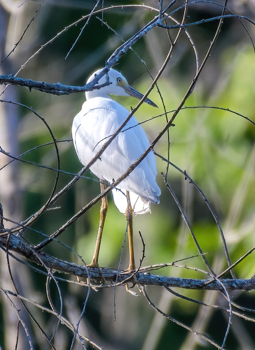 Aigrette bleue - ML620697635